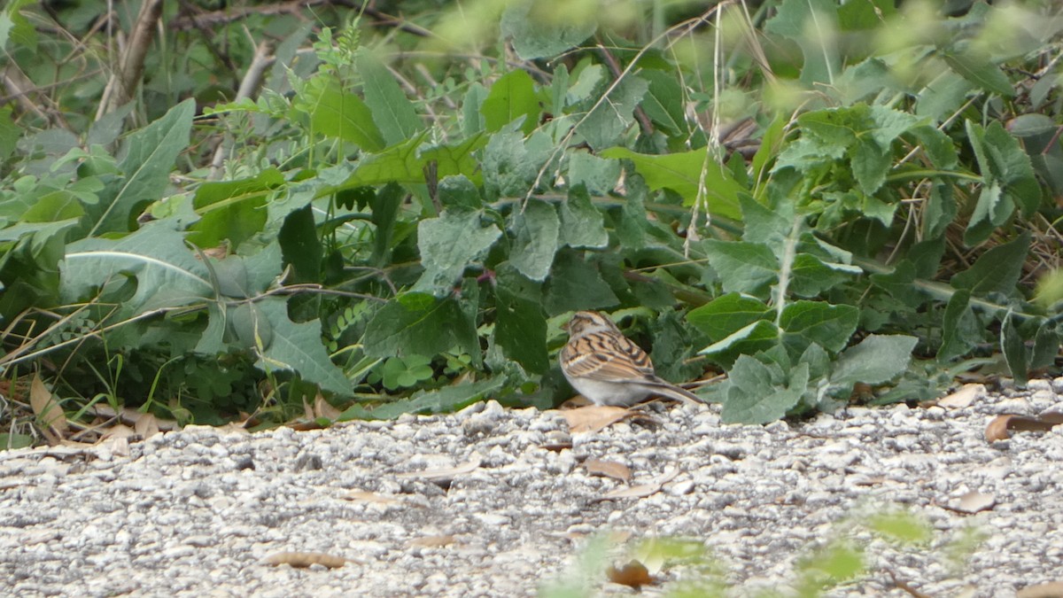 Clay-colored Sparrow - ML616793339