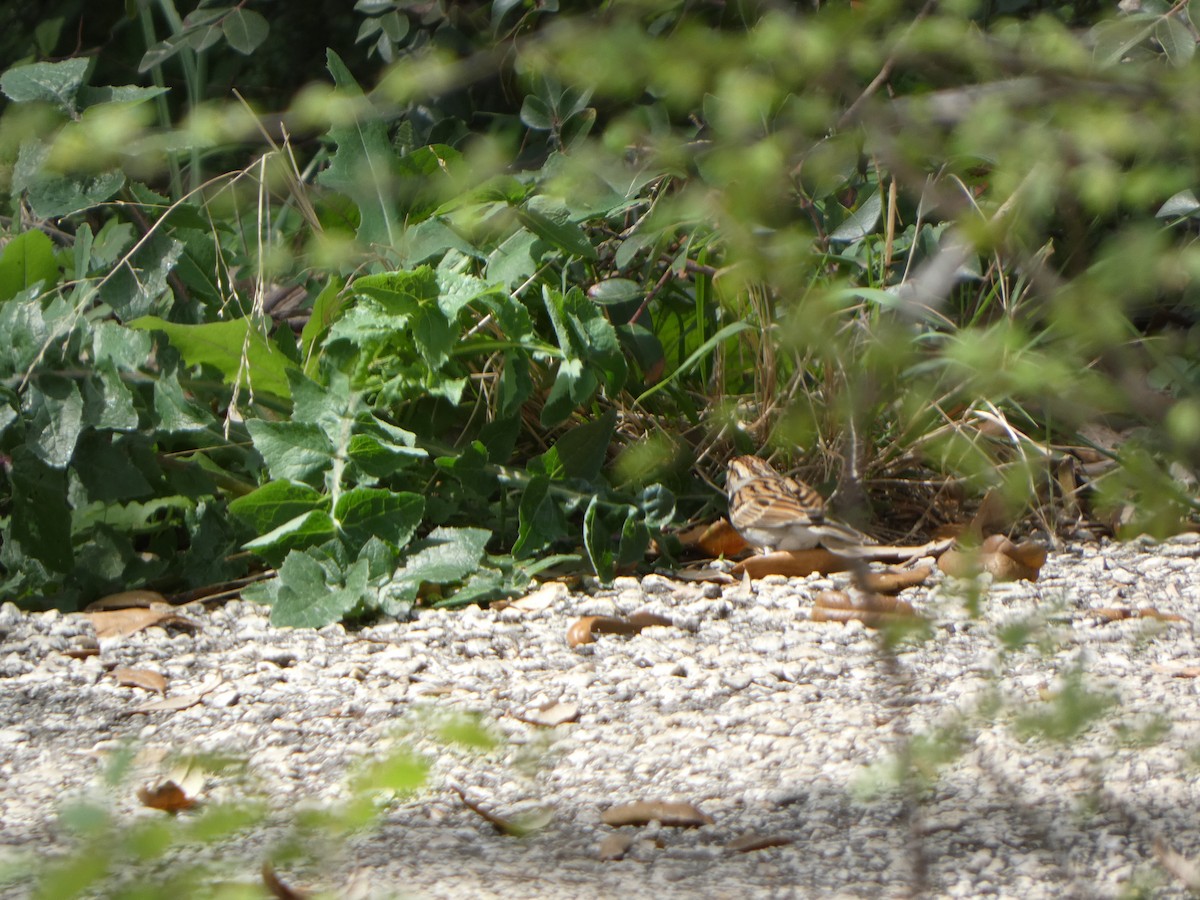 Clay-colored Sparrow - ML616793340