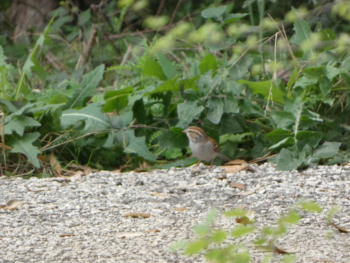 Clay-colored Sparrow - ML616793341