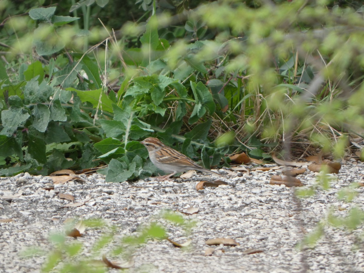 Clay-colored Sparrow - ML616793342