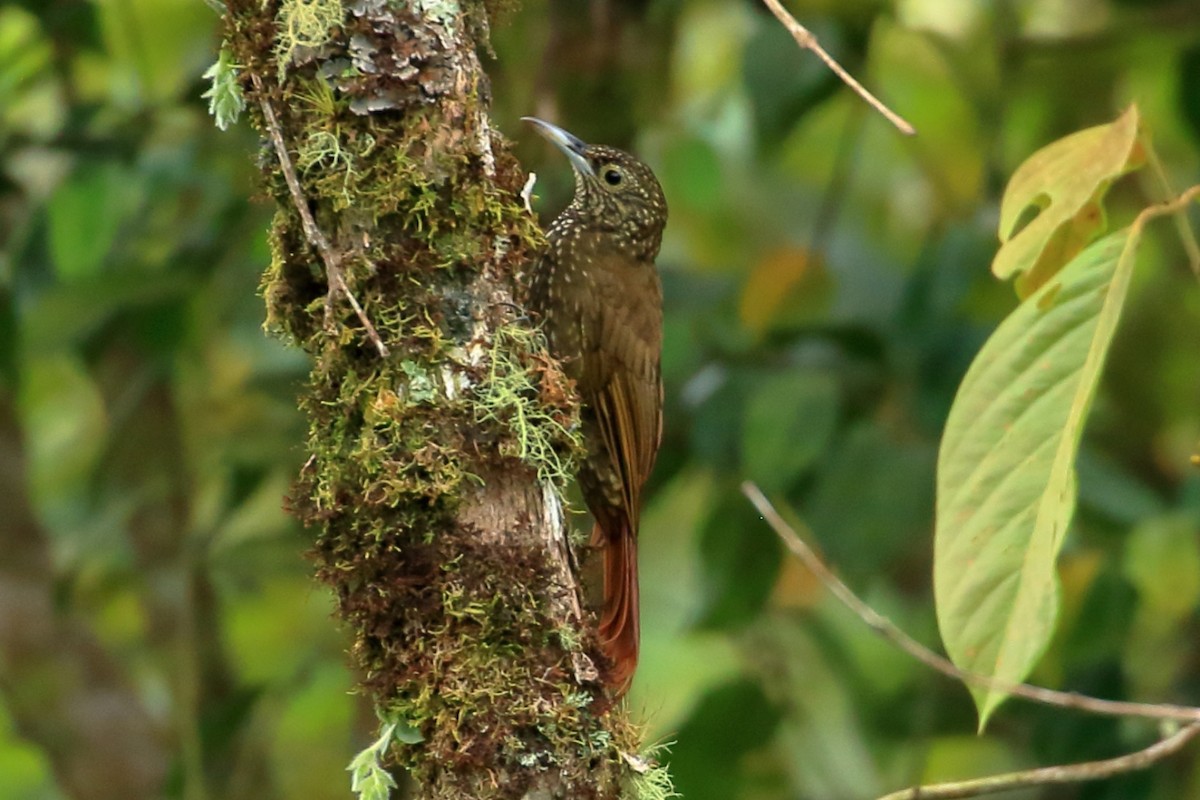 Yeşil Sırtlı Tırmaşık - ML616793527