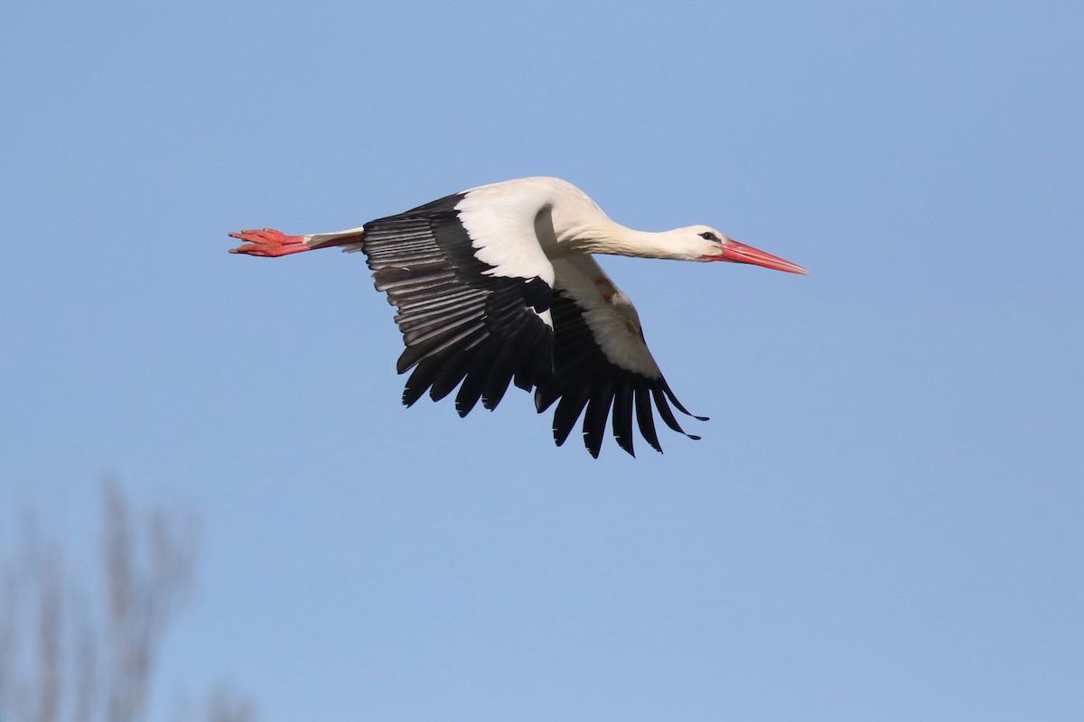 Cigogne blanche - ML616793578