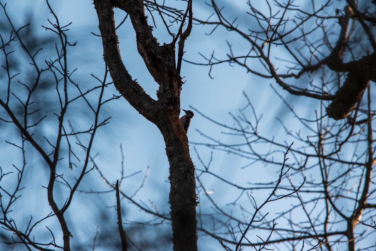 Hairy Woodpecker - ML616793608