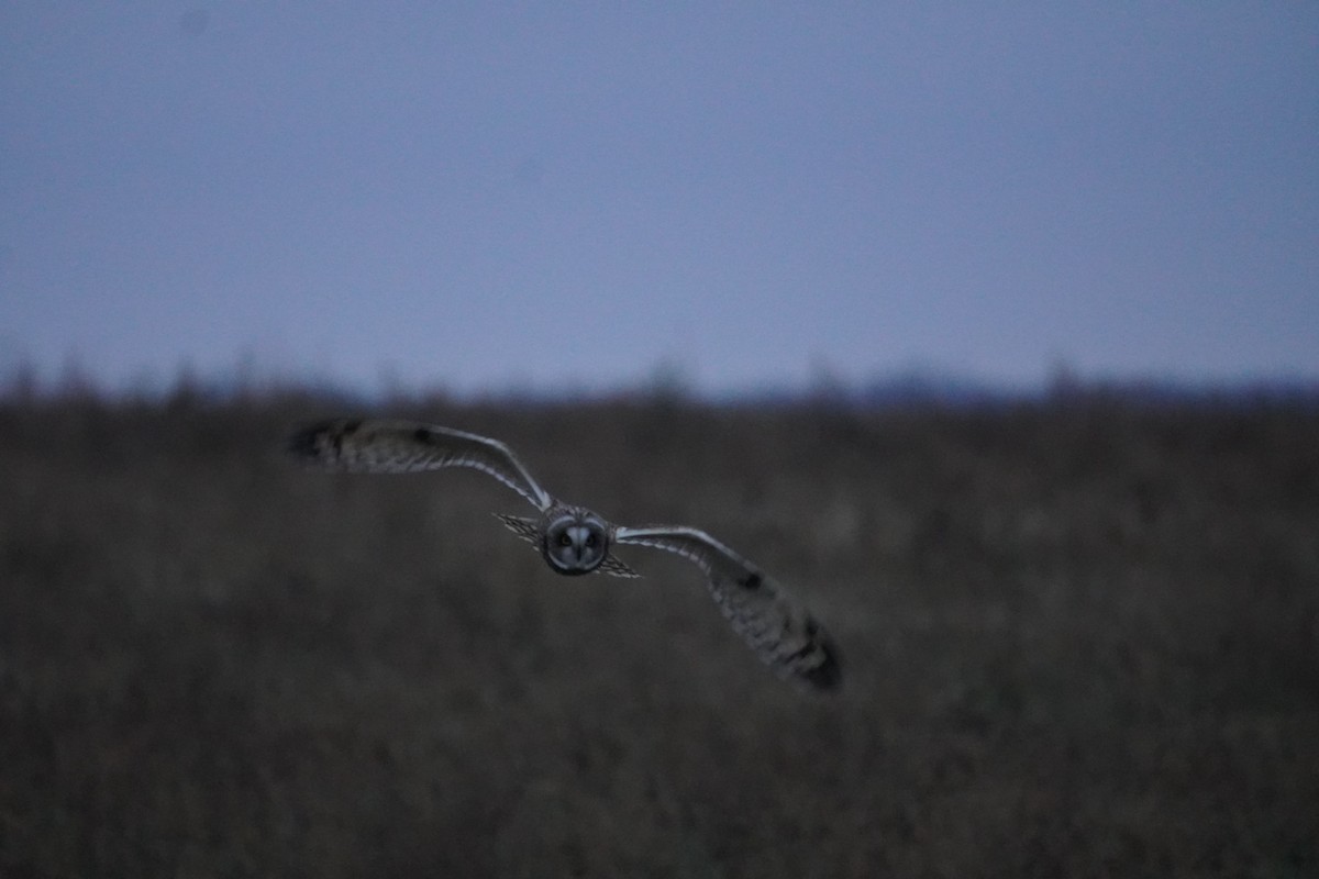 Short-eared Owl - Miklos Zoldi