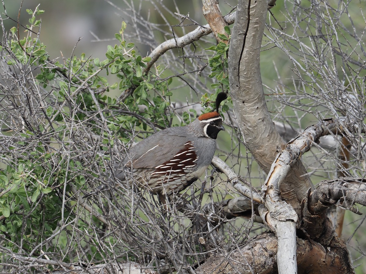 Gambel's Quail - Andrew Jacobson