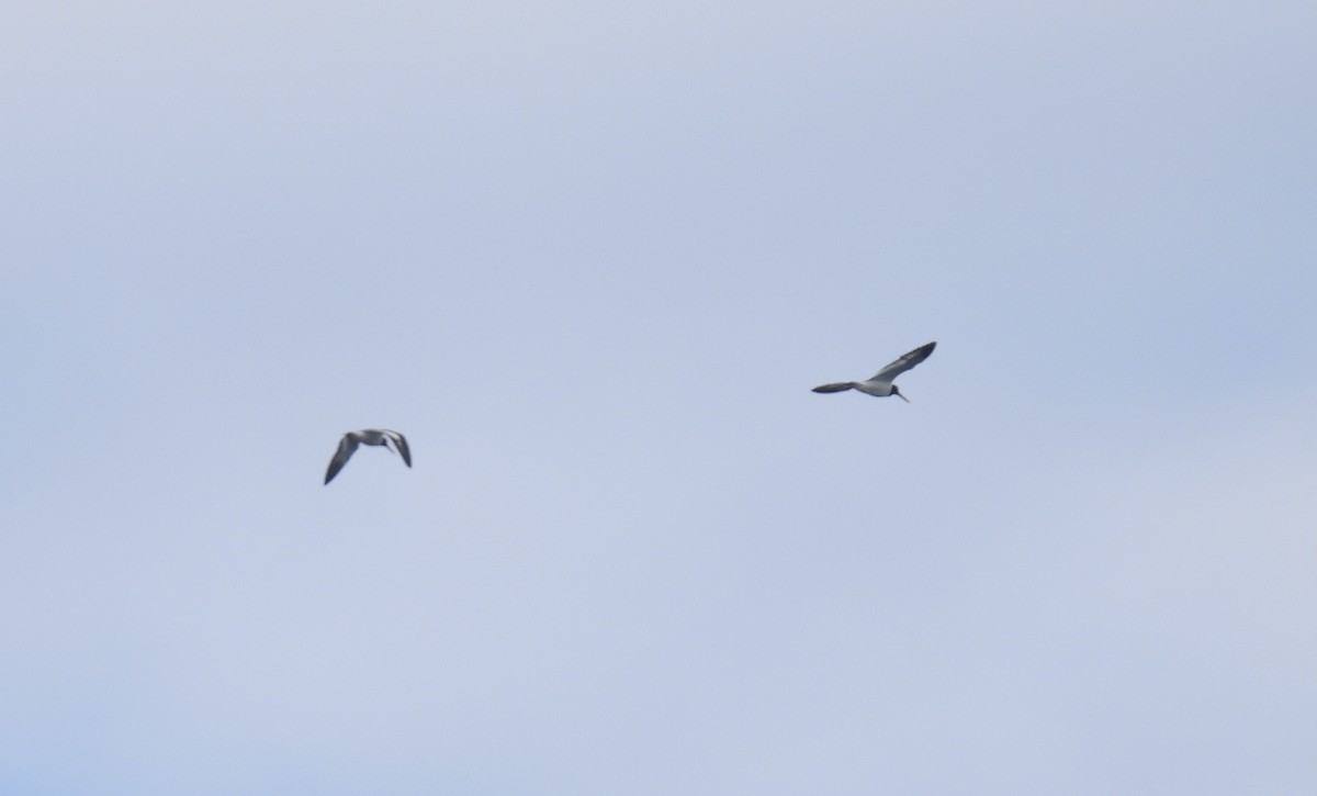 American Oystercatcher - ML616793755