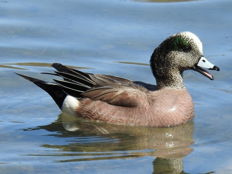 American Wigeon - _ C0RVUS _