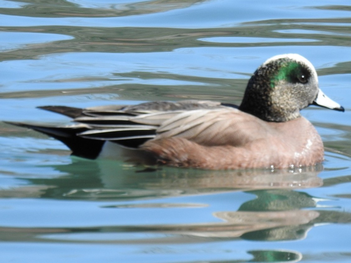 American Wigeon - _ C0RVUS _