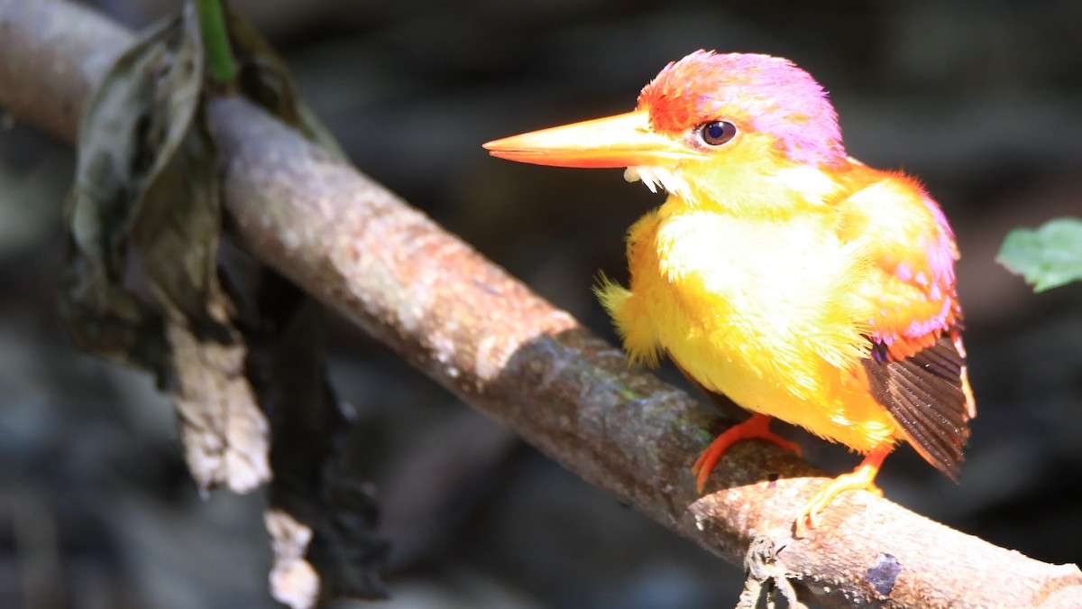 Rufous-backed Dwarf-Kingfisher - ML616793759