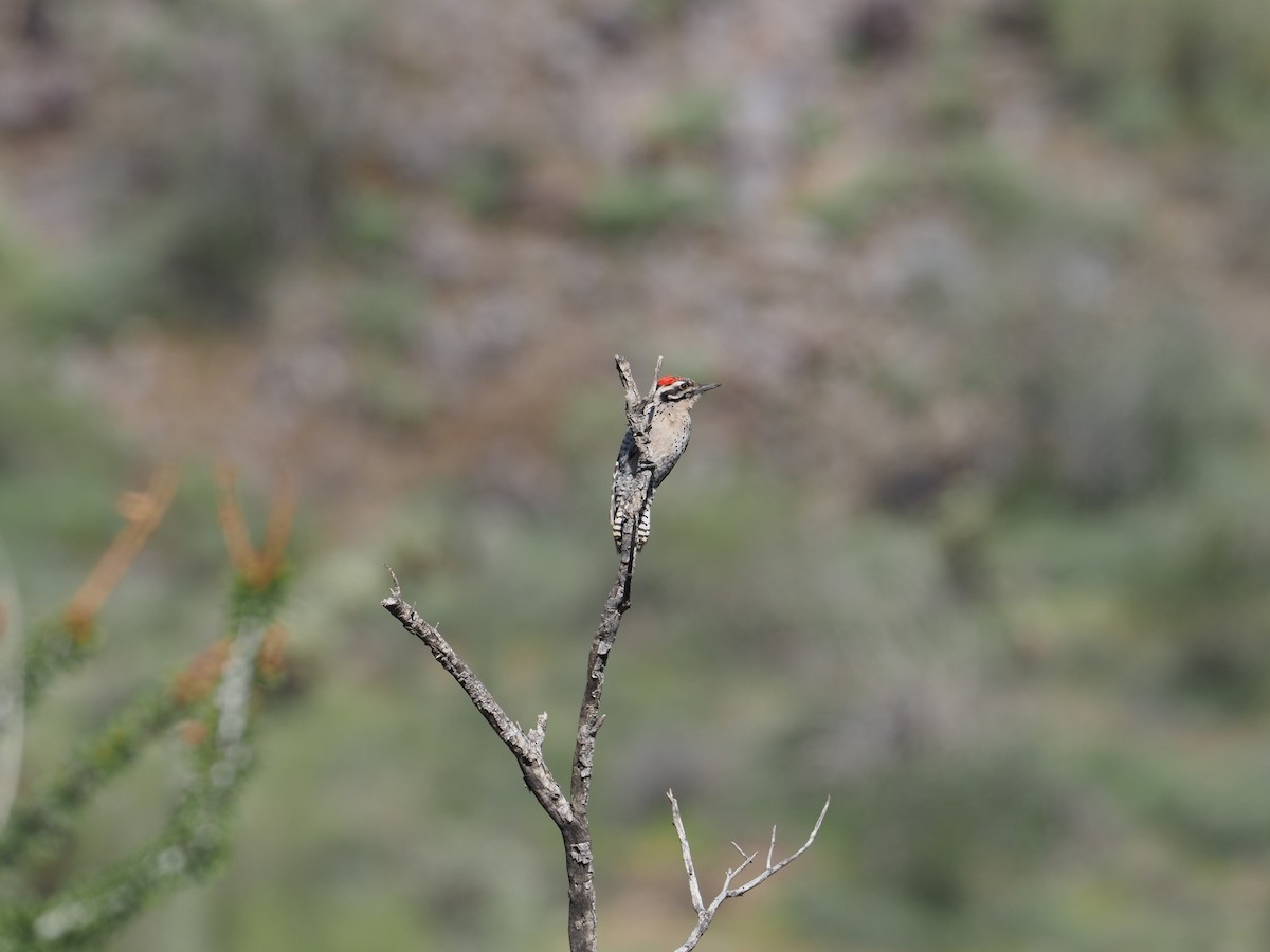 Ladder-backed Woodpecker - Andrew Jacobson