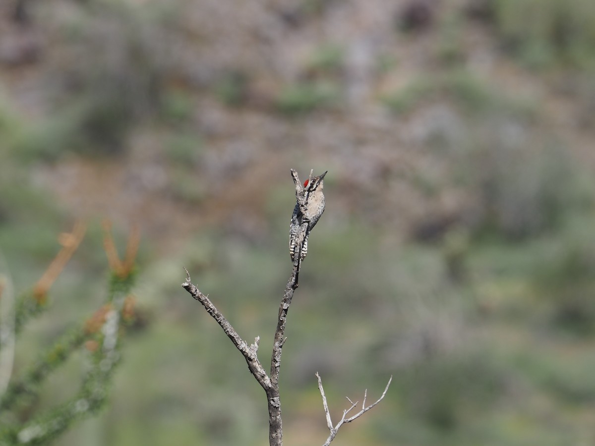 Ladder-backed Woodpecker - ML616793766