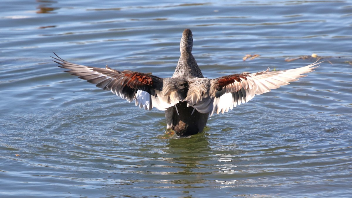 Gadwall - ML616793796