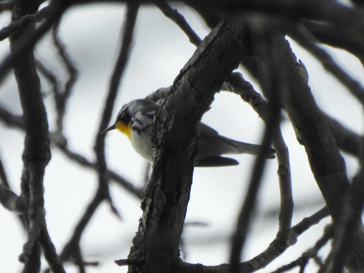 Yellow-throated Warbler - Ron Marek