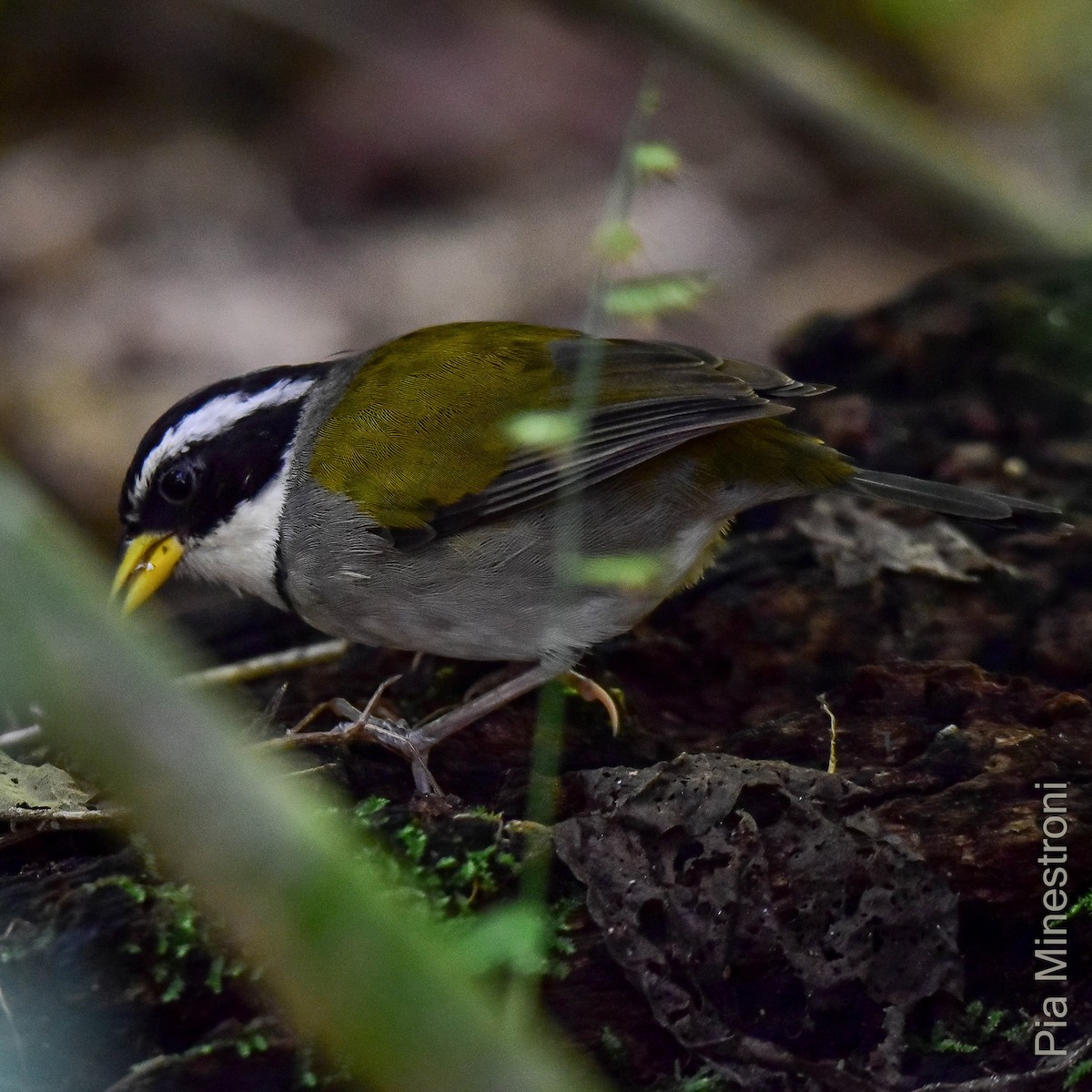 Moss-backed Sparrow - Pia Minestroni