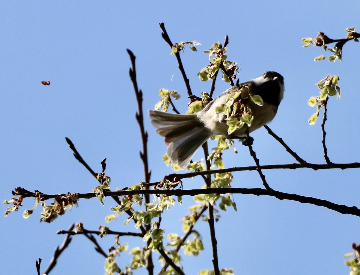 Carolina Chickadee - ML616793848