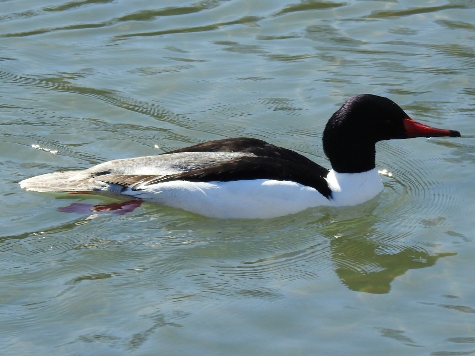 Common Merganser - _ C0RVUS _