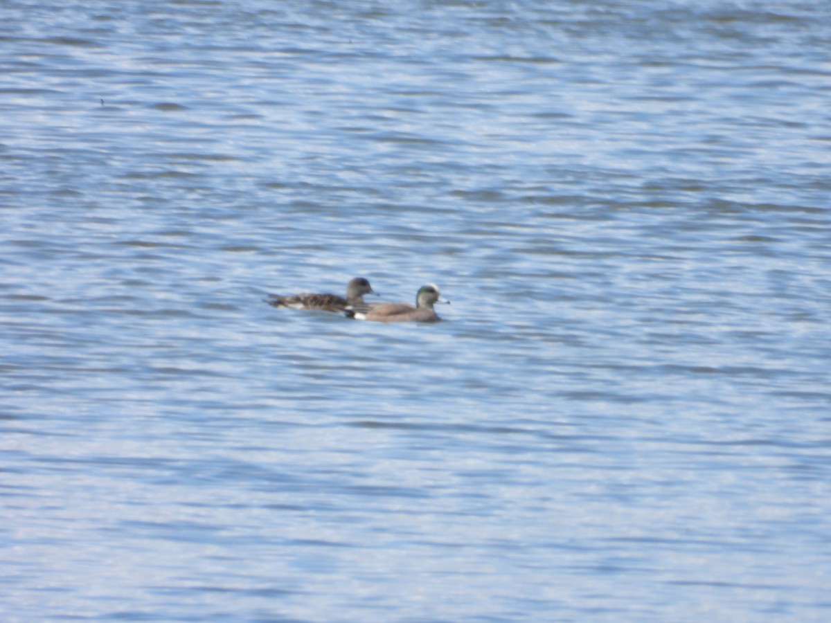 American Wigeon - ML616793859