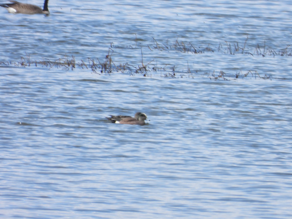 American Wigeon - ML616793860