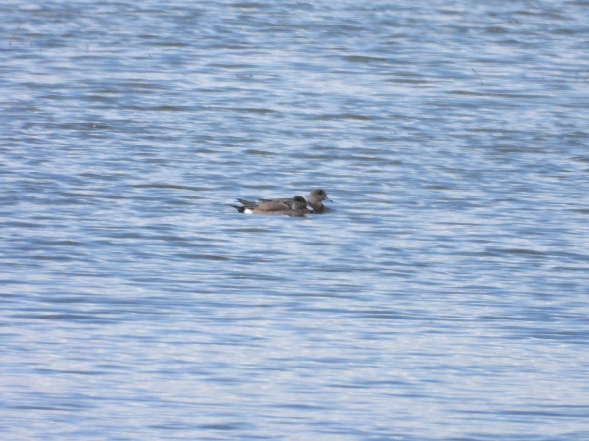 American Wigeon - ML616793861