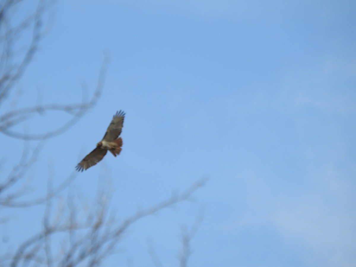 Red-tailed Hawk - Ron Marek