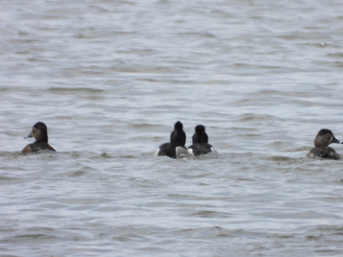 Ring-necked Duck - ML616793888