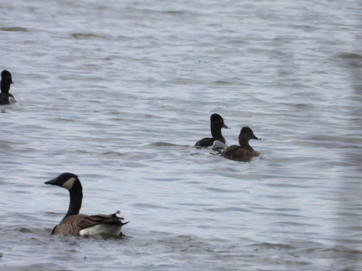 Ring-necked Duck - ML616793889