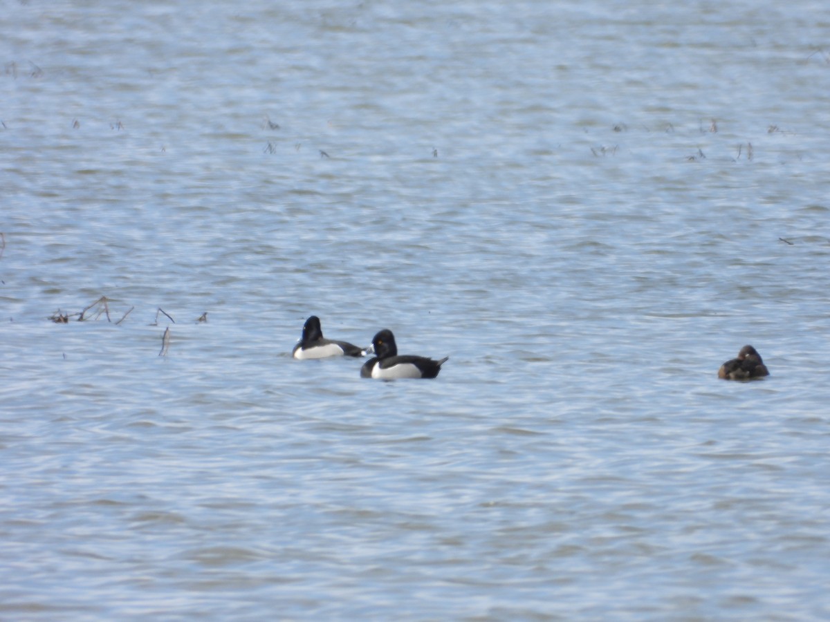 Ring-necked Duck - ML616793890