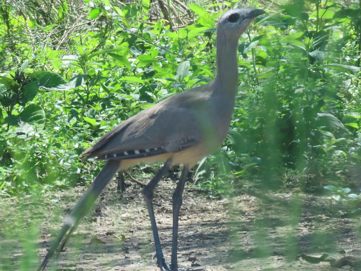 Cariama de Burmeister - ML616793922