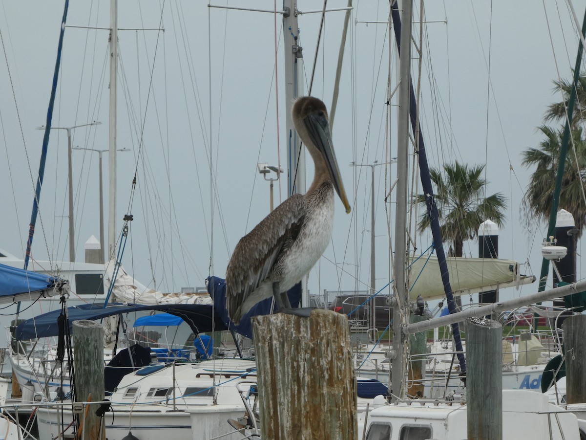 pelikán hnědý - ML616793950