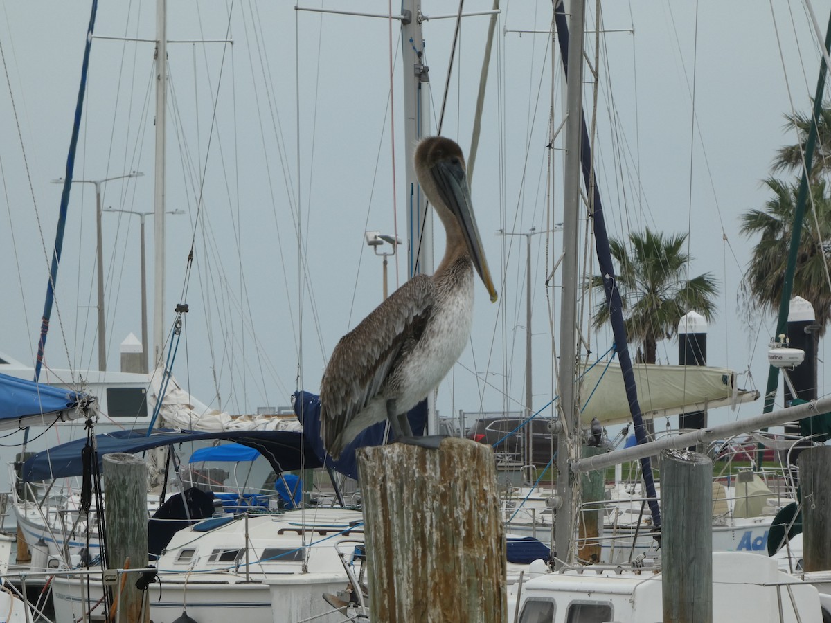 Brown Pelican - ML616793950