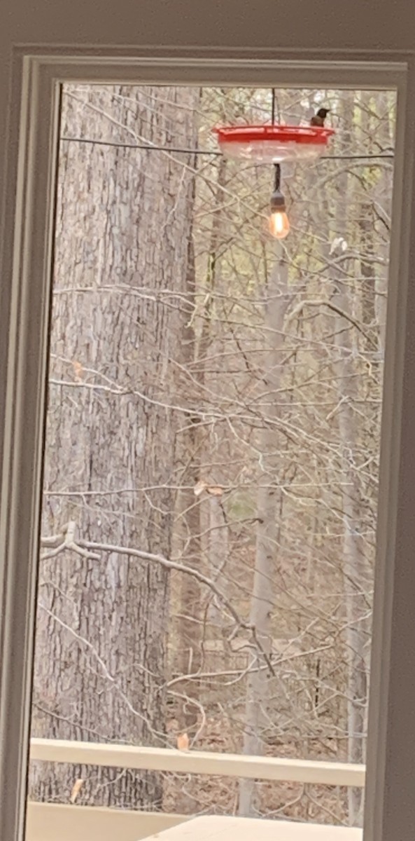 Ruby-throated Hummingbird - ML616793951