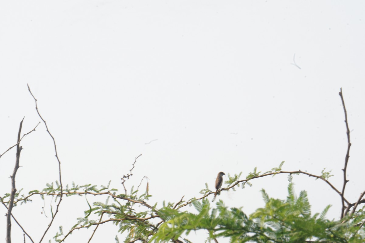 Indian Silverbill - ML616794011