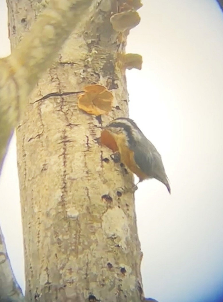 Red-breasted Nuthatch - ML616794019