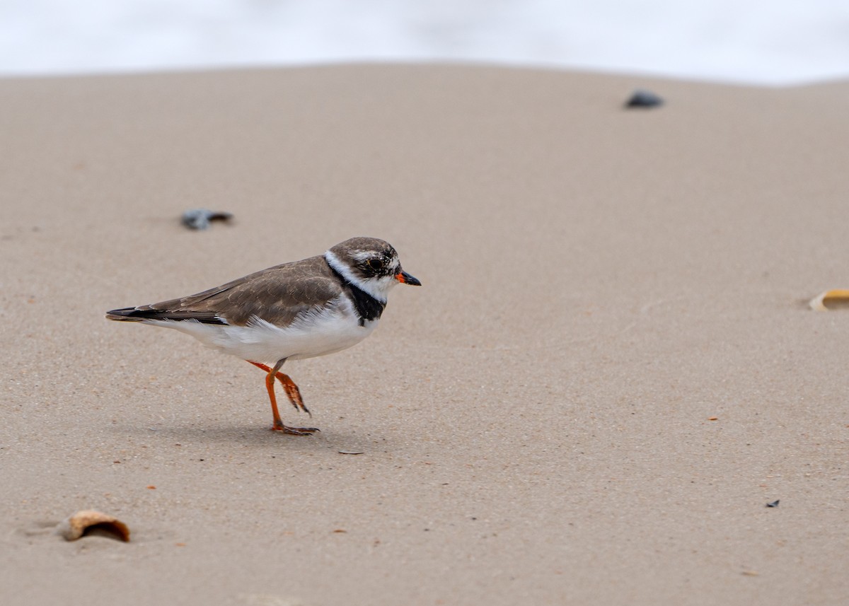 Semipalmated Plover - ML616794028