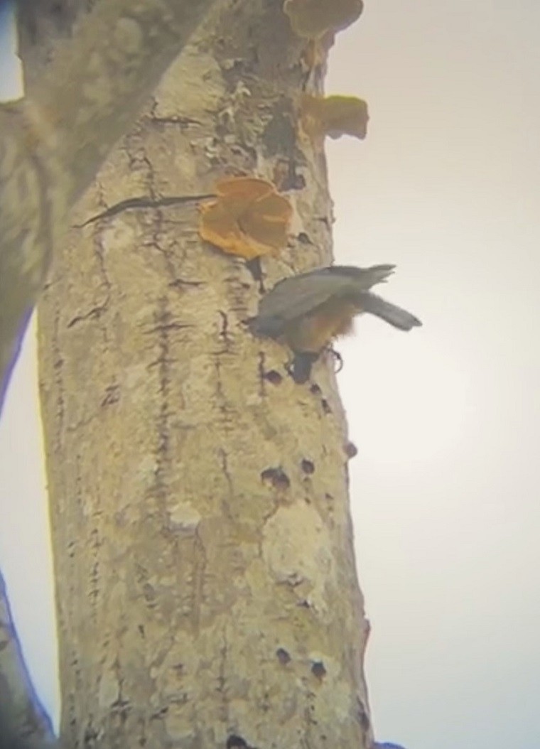 Red-breasted Nuthatch - ML616794037