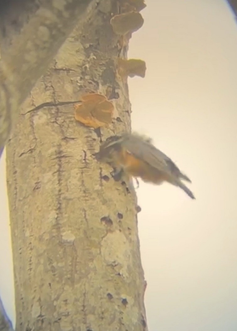 Red-breasted Nuthatch - ML616794055