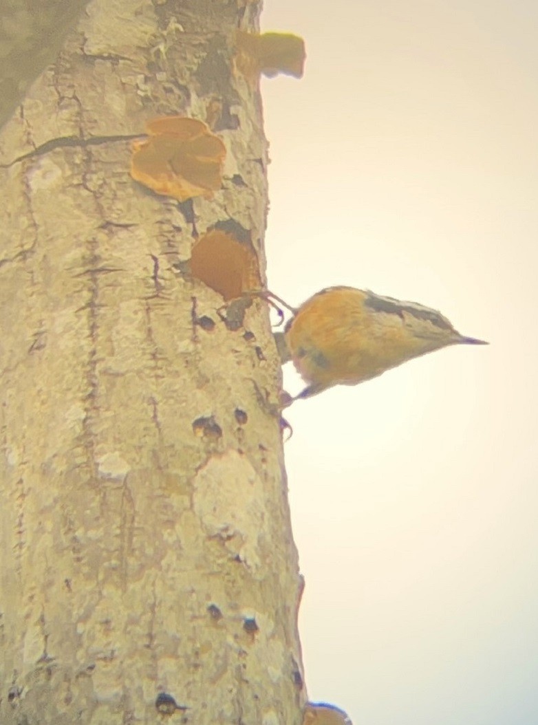 Red-breasted Nuthatch - ML616794076