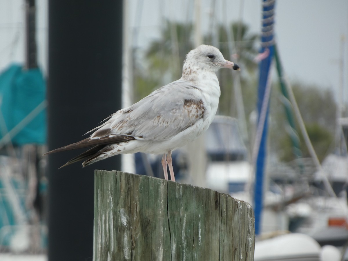 Ring-billed Gull - ML616794145