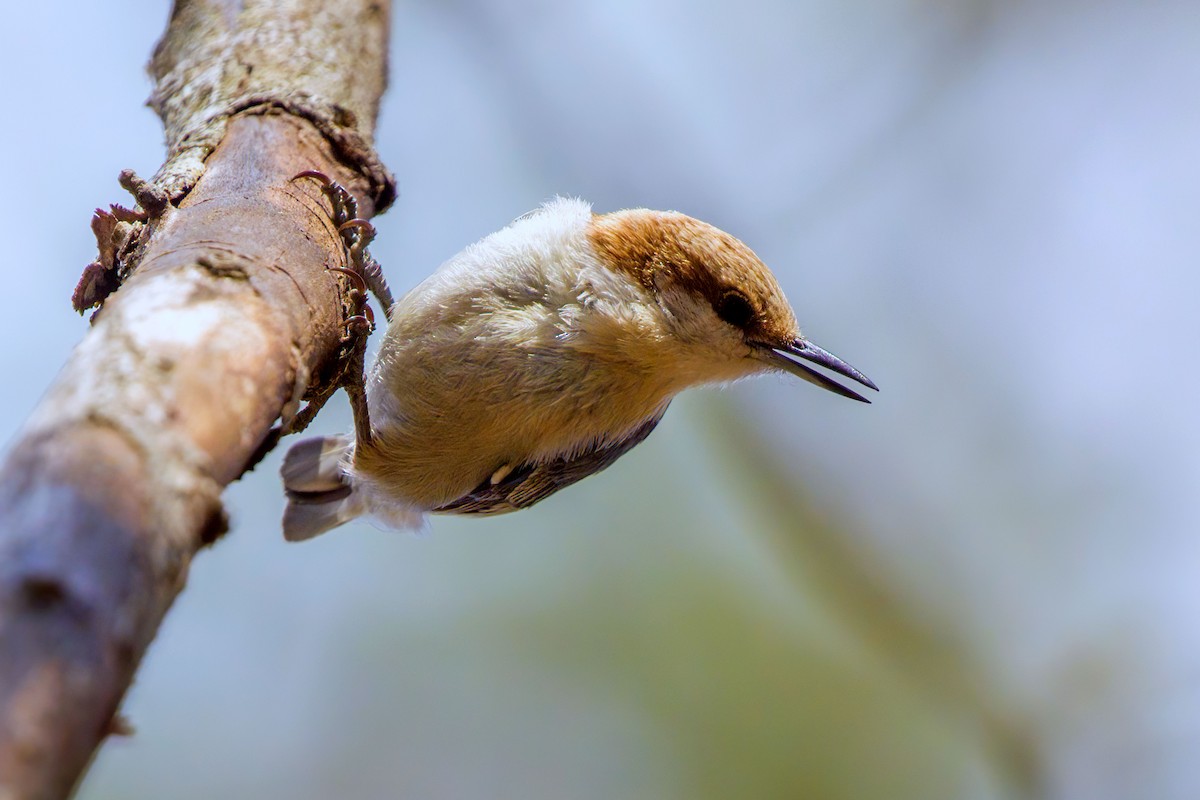 Brown-headed Nuthatch - Tom Davis