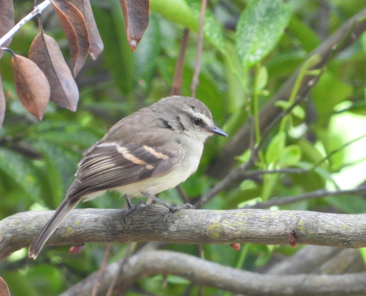 Fuscous Flycatcher - Jose Fernando Sanchez O.