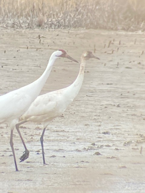 Whooping Crane - ML616794288