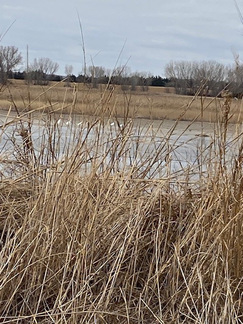 Whooping Crane - ML616794289