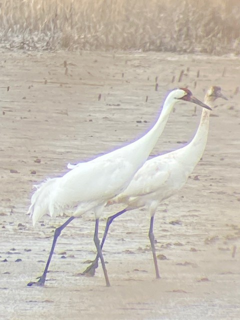 Whooping Crane - ML616794290