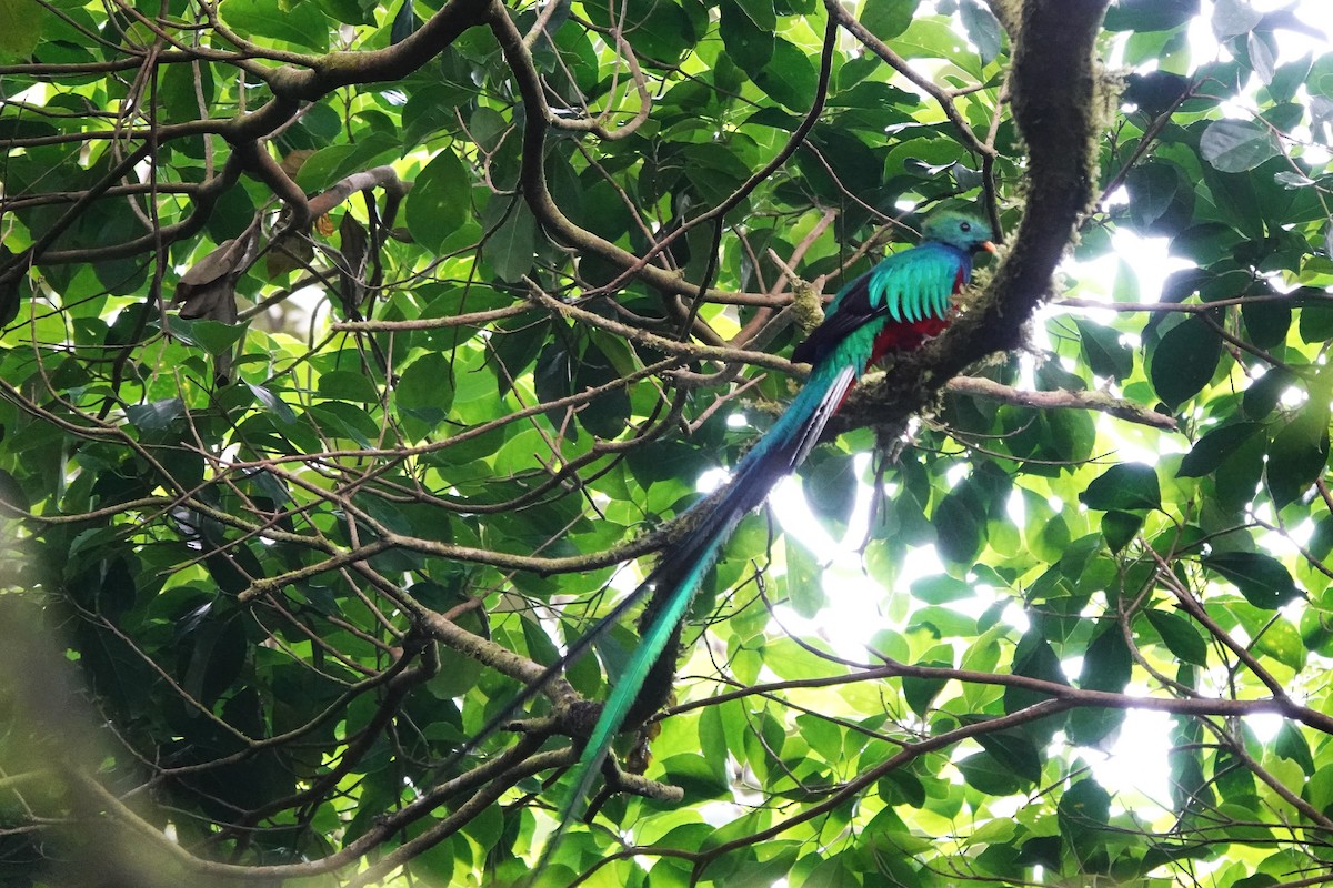 Resplendent Quetzal - ML616794414