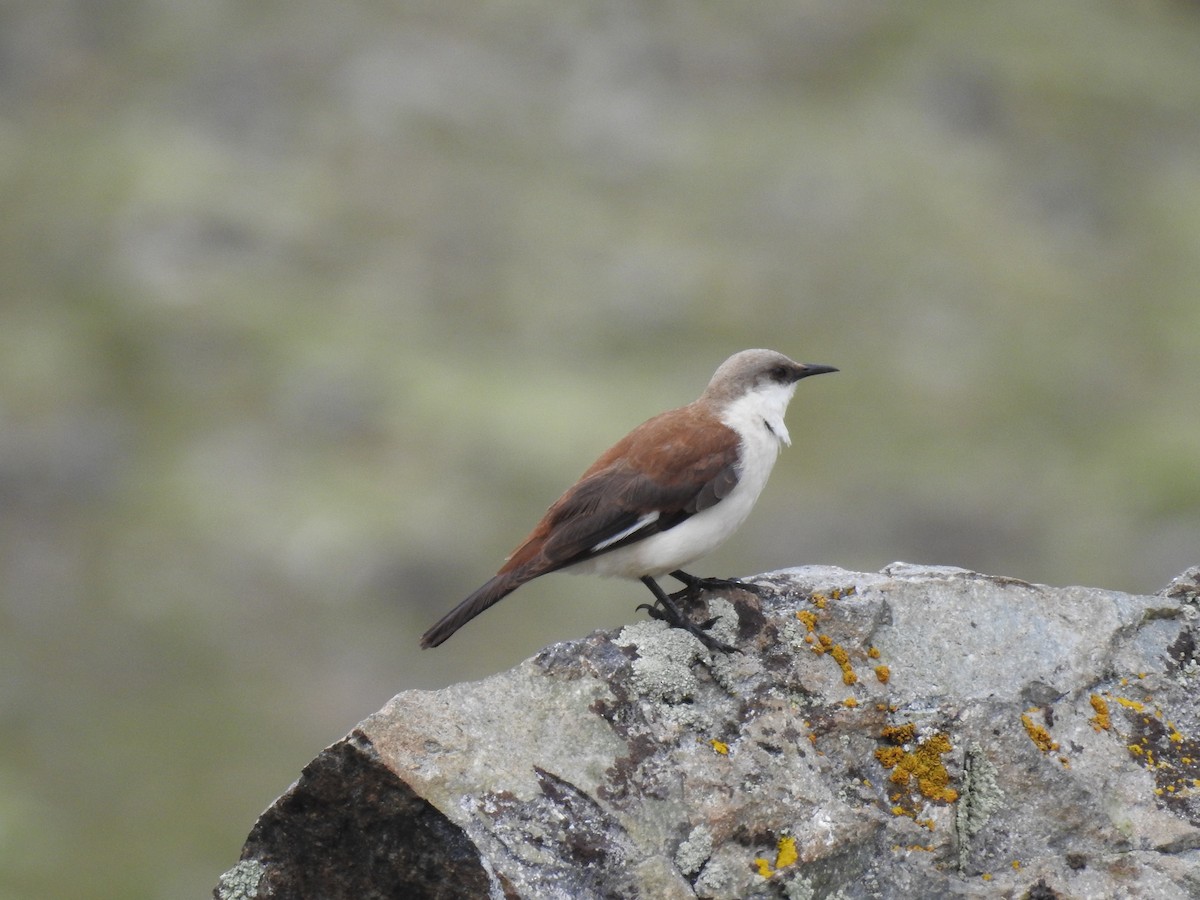 White-bellied Cinclodes - ML616794444