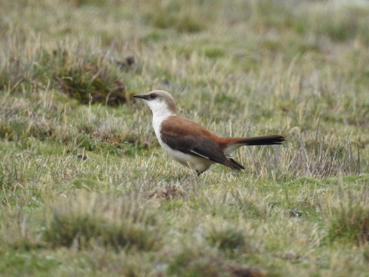 White-bellied Cinclodes - ML616794445