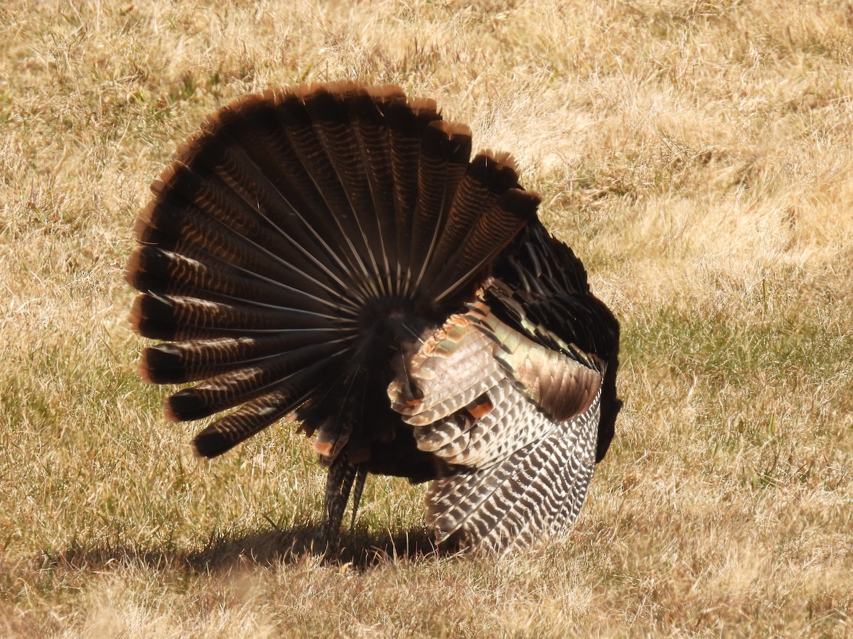 Wild Turkey - ML616794451