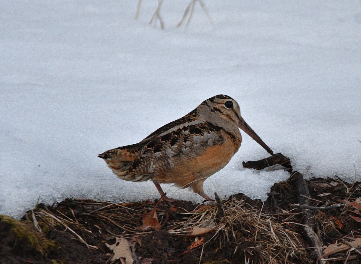 American Woodcock - ML616794489