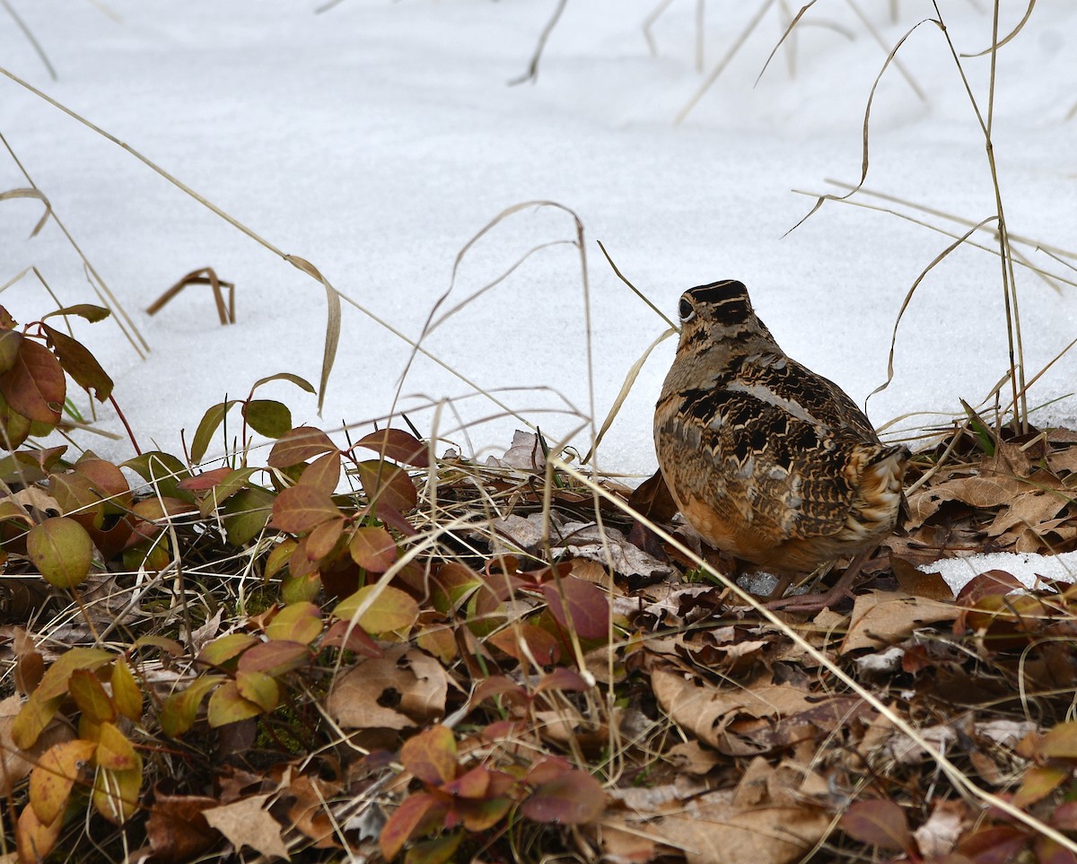 American Woodcock - ML616794490