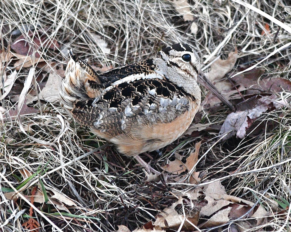 American Woodcock - ML616794491